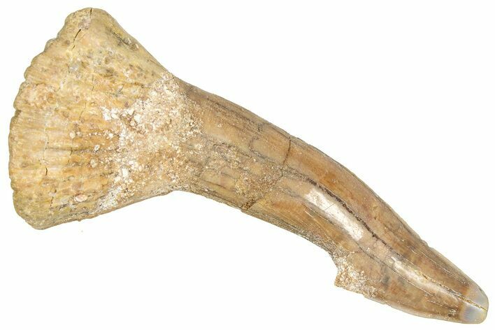 Fossil Sawfish (Onchopristis) Rostral Barb - Morocco #366696